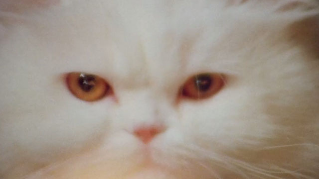 The Uncanny - close up of white Persian cat Sugar