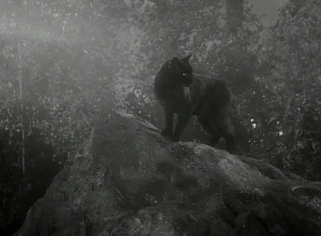 The Undead - black cat Livia standing on rock