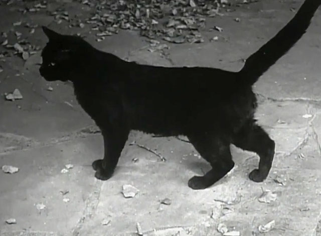 The Undead - black cat Livia standing