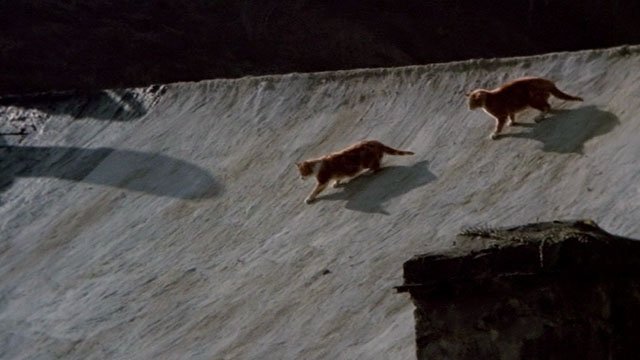 Under Milk Wood - ginger and white tabby cats running across roof