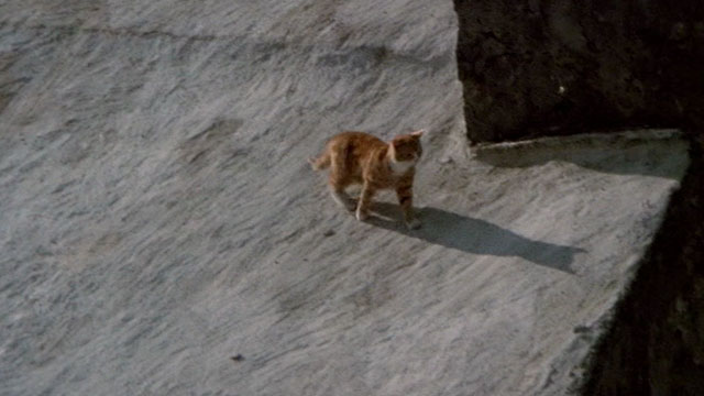 Under Milk Wood - ginger and white tabby cat on roof