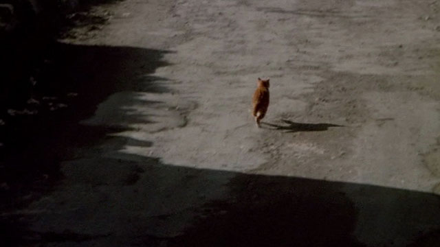Under Milk Wood - ginger and white tabby cat running down road