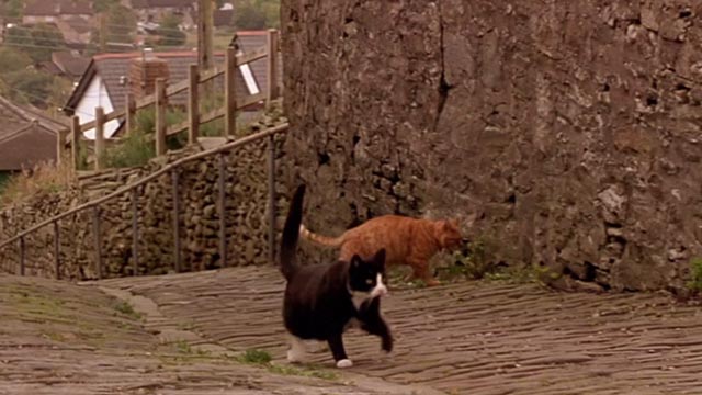 Undertaking Betty - tuxedo cat Fred and tabby Ginger walking down street