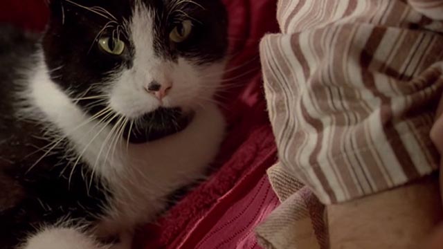 Undertaking Betty - tuxedo cat Fred lying on bed