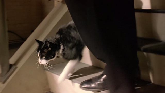 Undertaking Betty - tuxedo cat Fred going downstairs with Boris