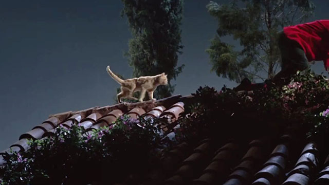 Under the Yum Yum Tree - Hogan Jack Lemmon with ginger tabby cat Orangey following on roof