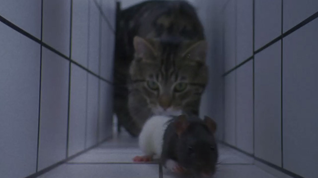 Unforgettable - tabby cat Zelda closing in on rat in maze