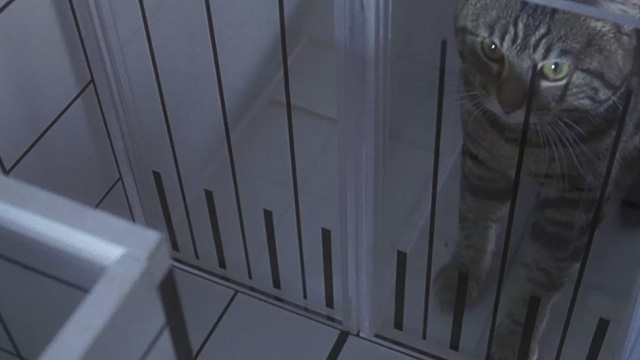 Unforgettable - tabby cat Zelda behind door in maze