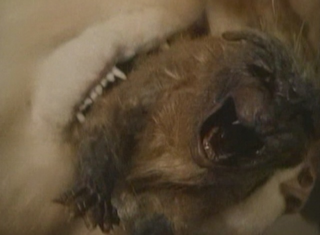 Uninvited cat monster