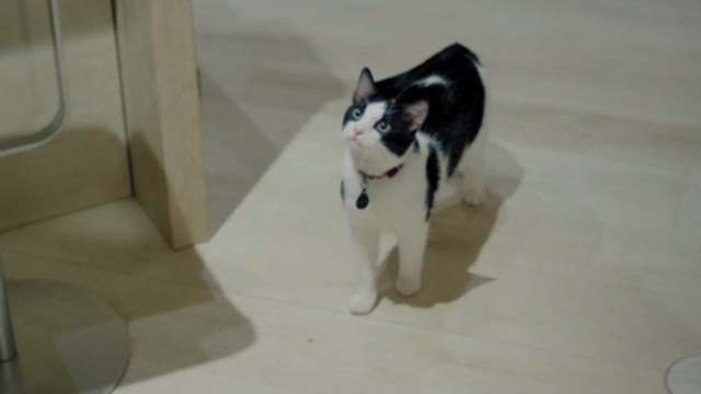 Unknown Caller - tuxedo cat Mr. Snuggles Oreo
