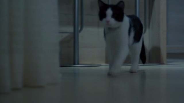 Unknown Caller - tuxedo cat Mr. Snuggles Oreo running