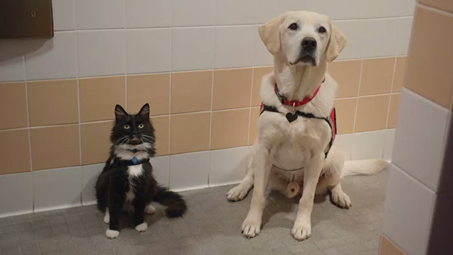 Unleashed - tuxedo cat Ajax and dog Summit in bathroom