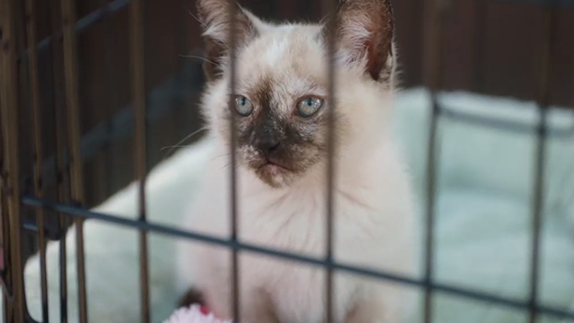 Unleashed - Siamese kitten in cage