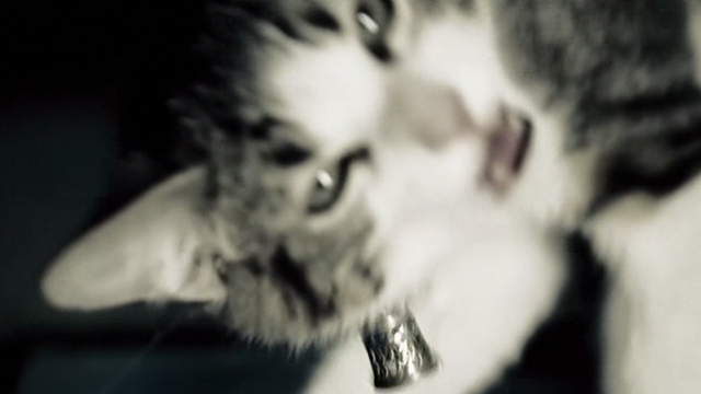 Untraceable - kitten Lulu blurry close up