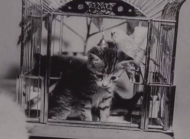 An Unusual Friendship - tabby and black kittens in birdcage with parakeet