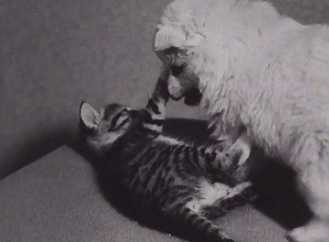 An Unusual Friendship - tabby and puppy playing