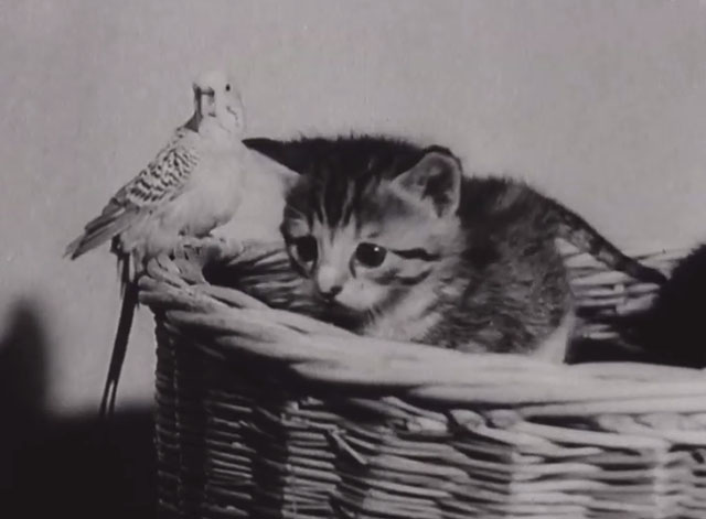 An Unusual Friendship - tabby kitten in basket with parakeet
