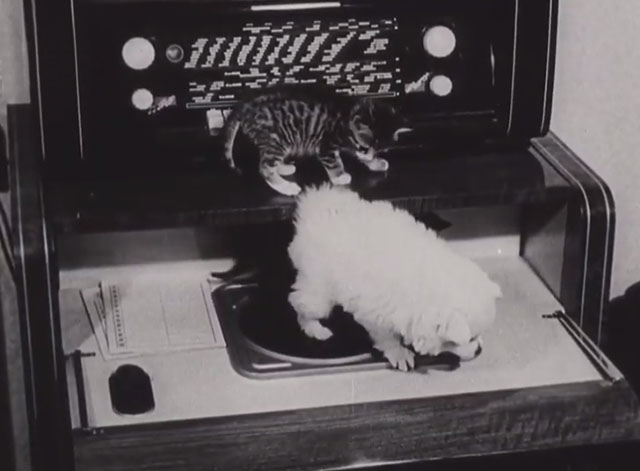 An Unusual Friendship - tabby and black kittens with puppy on phonograph