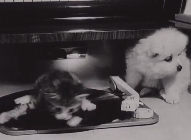 An Unusual Friendship - tabby kitten spinning on phonograph turntable with puppy