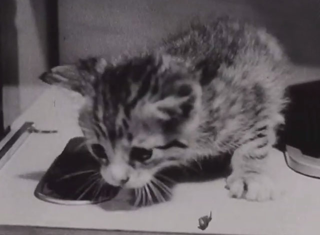An Unusual Friendship - tabby kitten