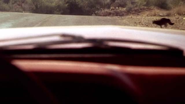 U Turn - cat running in front of car