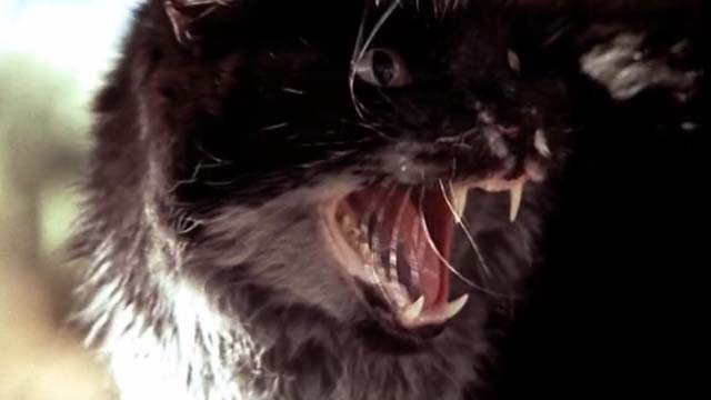 U Turn - close up of cat hissing