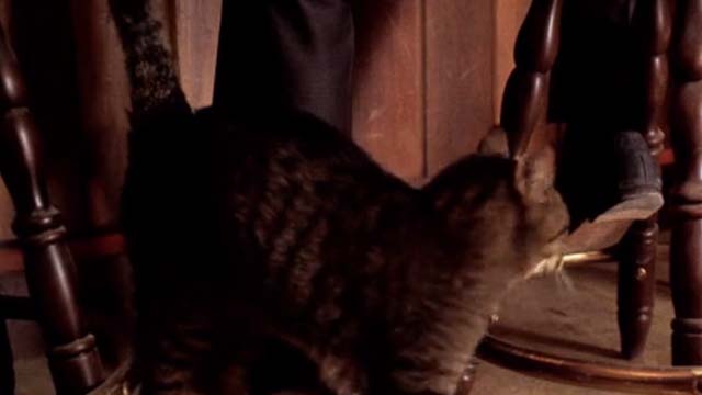 U Turn - tabby cat rubbing up against leg on barstool