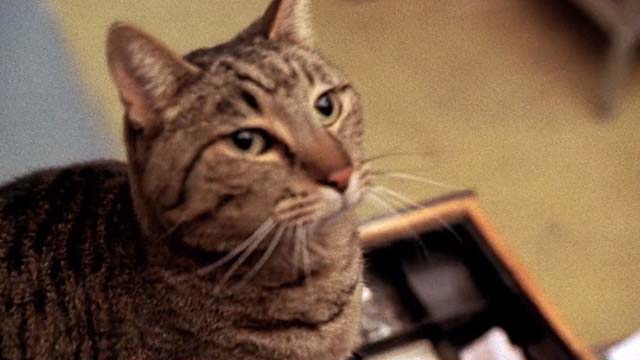 U Turn - close up of tabby cat Chester