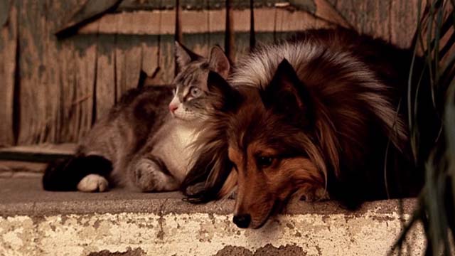U Turn - Snowshoe cat sitting with dog