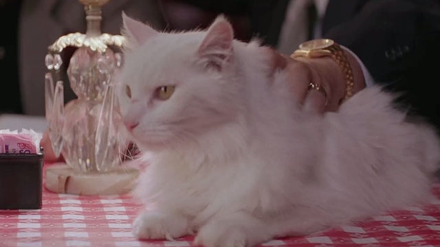 Vampire in Brooklyn - longhair white cat Sugar sitting on table in Italian restaurant