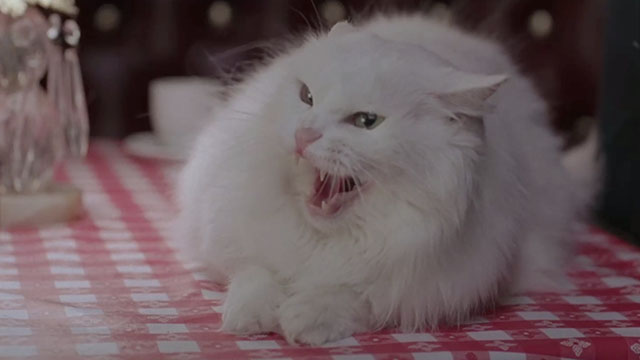 Vampire in Brooklyn - longhair white cat Sugar hissing on table in Italian restaurant