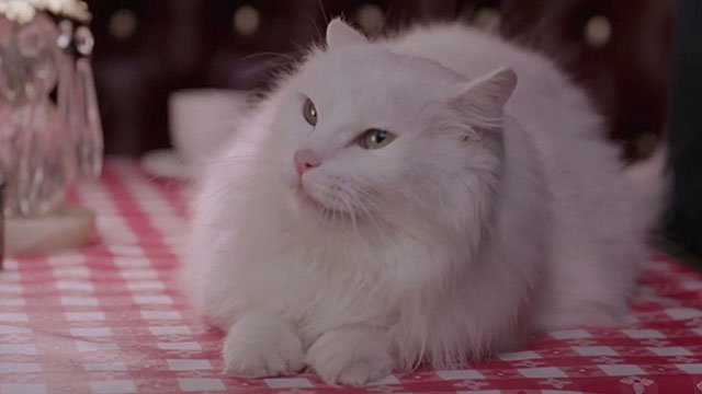 Vampire in Brooklyn - longhair white cat Sugar looking angry on table in Italian restaurant