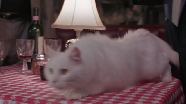 Vampire in Brooklyn - longhair white cat Sugar about to jump off table in Italian restaurant