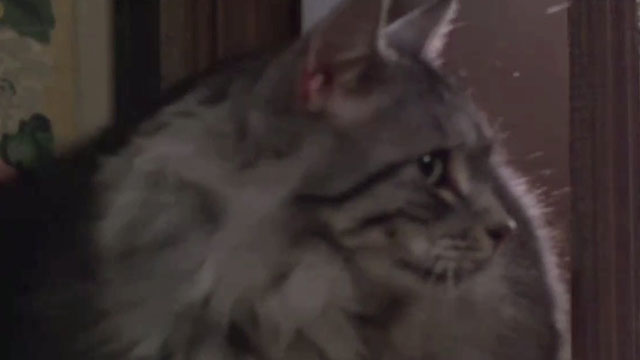 The Vampire Lovers - longhair grey tabby cat Gustav