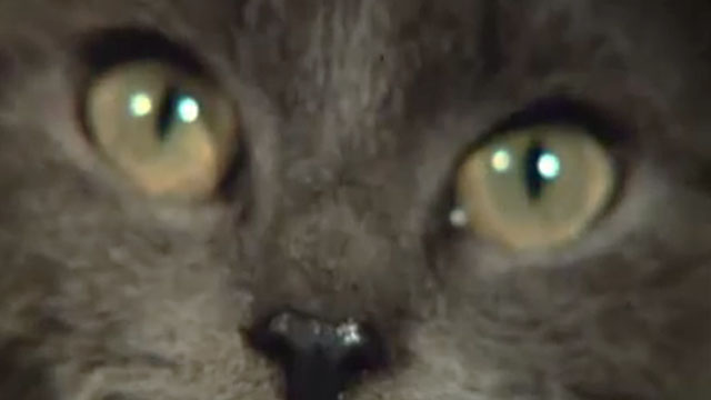The Vampire Lovers - extreme close up of eyes of blue shorthair cat