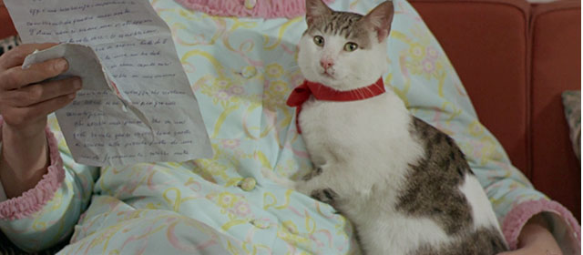 Vedo nudo - I See Naked - tabby and white cat Fabiola wearing red ribbon