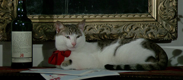 Vedo nudo - I See Naked - tabby and white cat Fabiola wearing red ribbon
