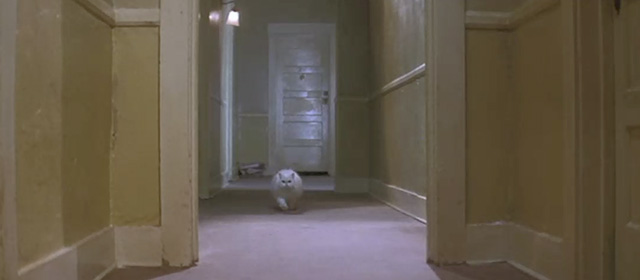 The Velocity of Gary - white Persian cat down hallway