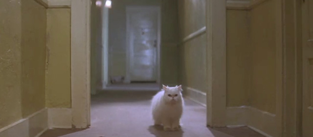 The Velocity of Gary - white Persian cat standing in hallway