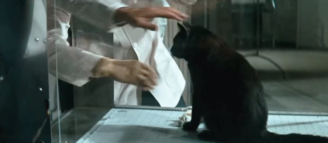 The Venetian Affair - hands reaching for black cat in glass tank