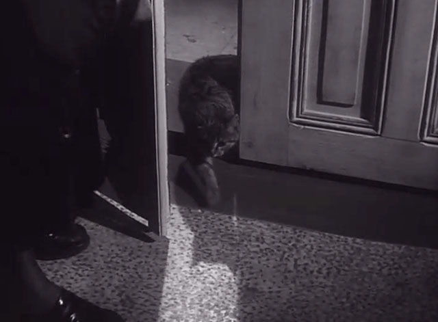 Der Verlorene - tabby cat walking in through door