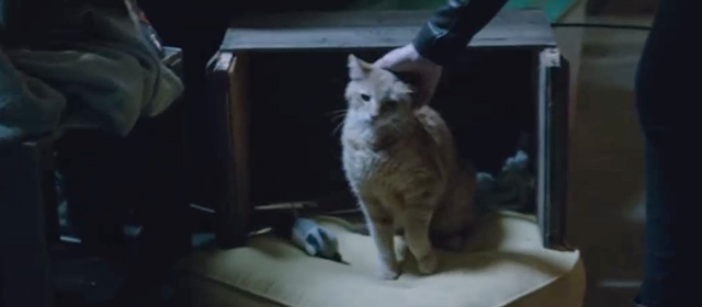 Veronica Mars - tabby cat sitting on cat bed being petted