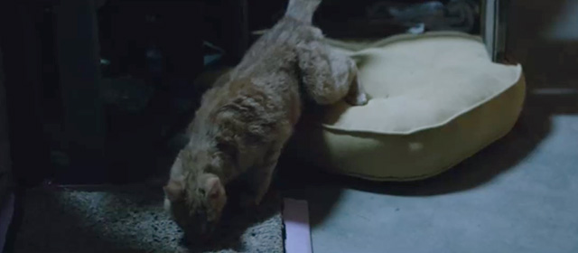Veronica Mars - tabby cat climbing off cat bed