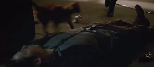 Veronica Mars - tabby cat running past unconscious man