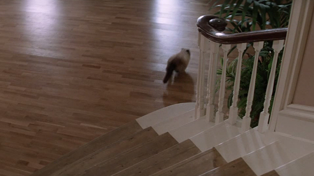 A View to a Kill - Himalayan cat Pussy running off stairs