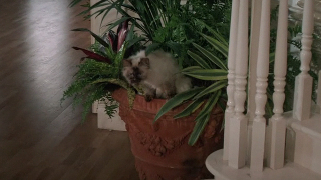 A View to a Kill - Himalayan cat Pussy sitting in planter