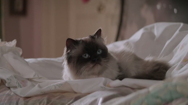 A View to a Kill - Himalayan cat Pussy sitting on bed