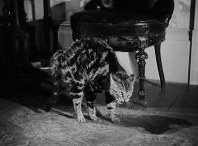 The Villain Still Pursued Her - tabby cat arching back and hissing