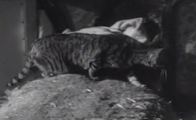 Viridiana - tabby cat creeping through attic