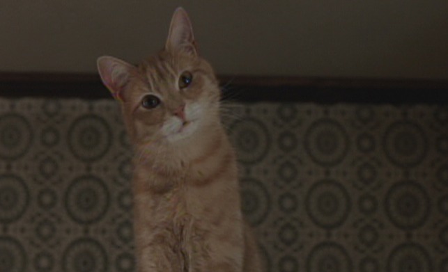 Babe - orange tabby cat Mr. Whiskers up high